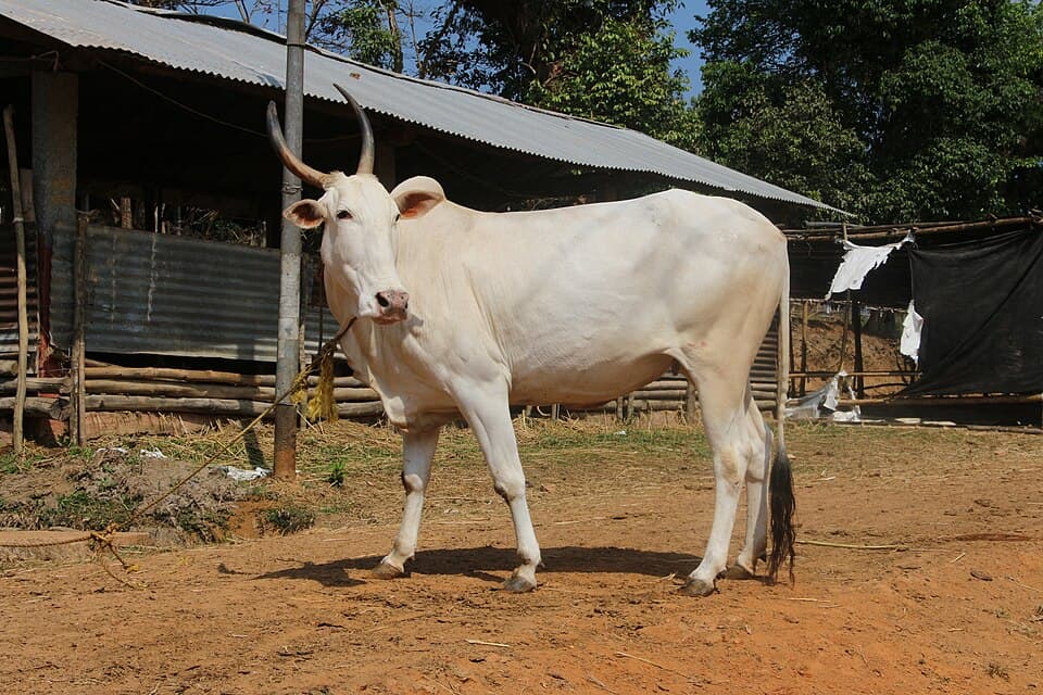 Khillari Bull - Breeding Stock thumbnail 2
