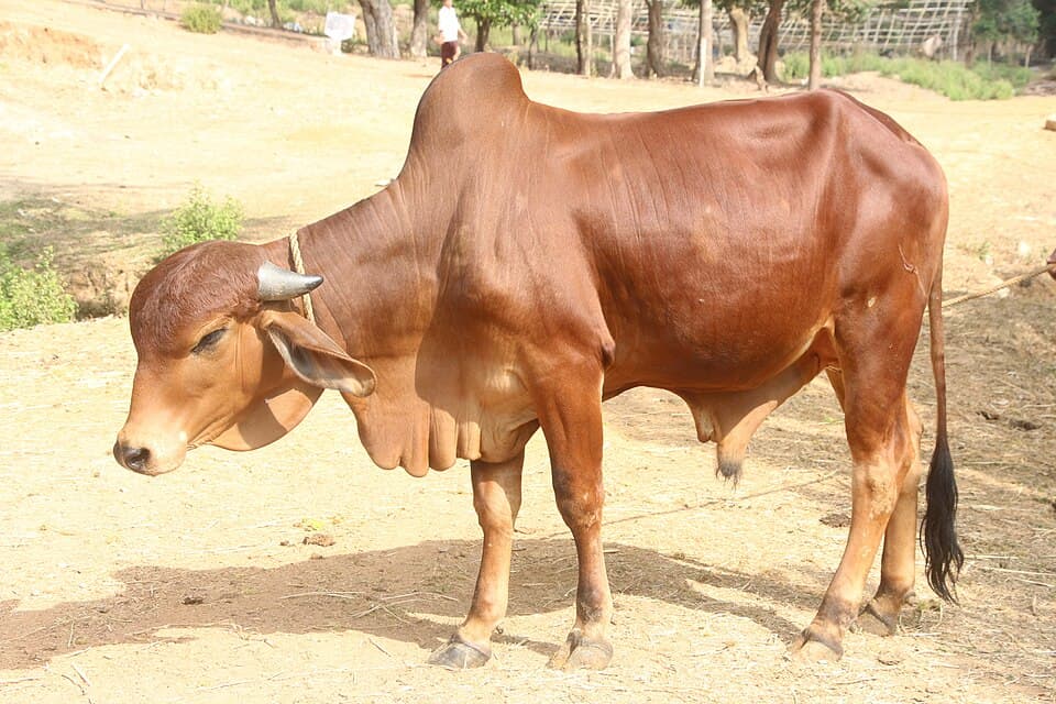 Gir Cow - A2 Milk 8 Lt/Day thumbnail 2