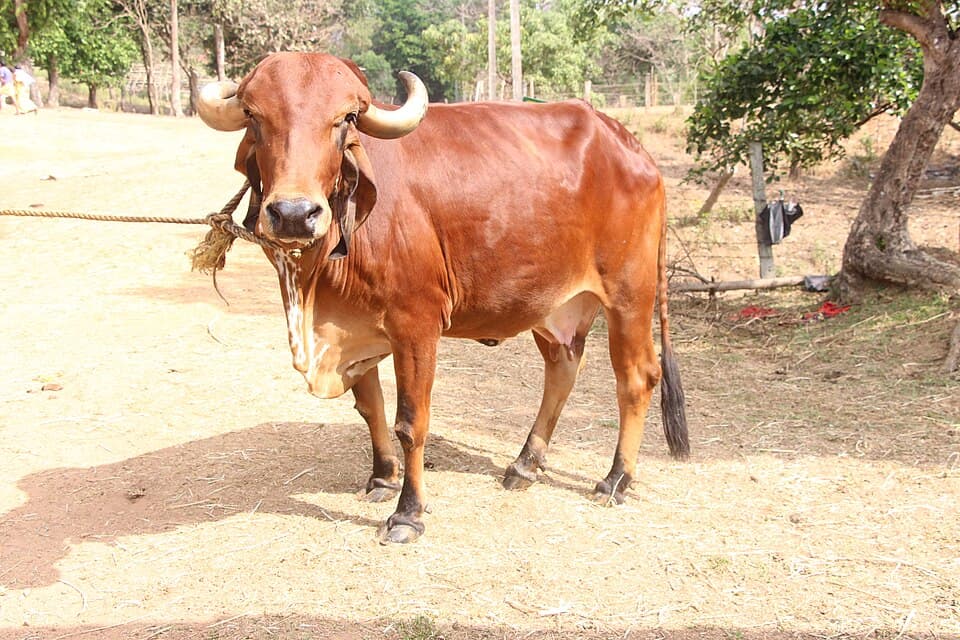 Gir Cow - A2 Milk 8 Lt/Day