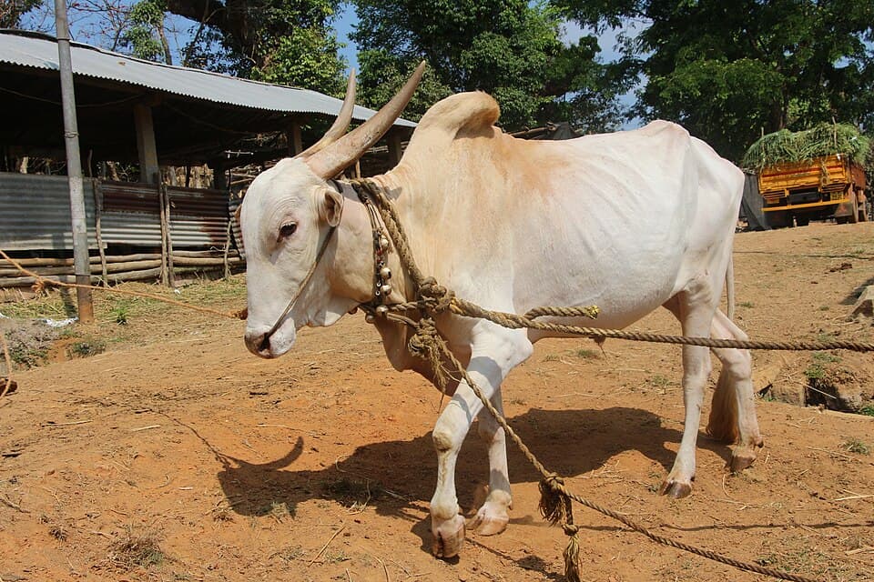 Khillari Bull - Breeding Stock