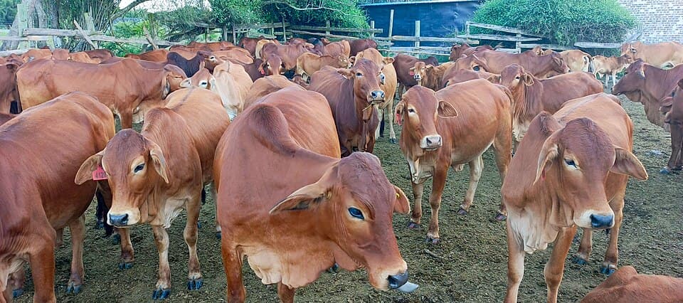 Sahiwal Calf - 4 Months Female thumbnail 2